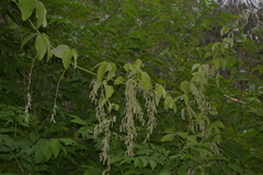 Dioscorea tomentosa